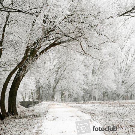 2026 Mein Bild - Elke Hickstein: "Winter im Selztal 2"